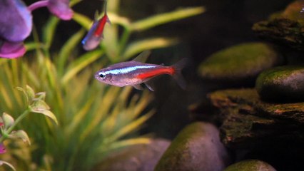 Neon Tetra