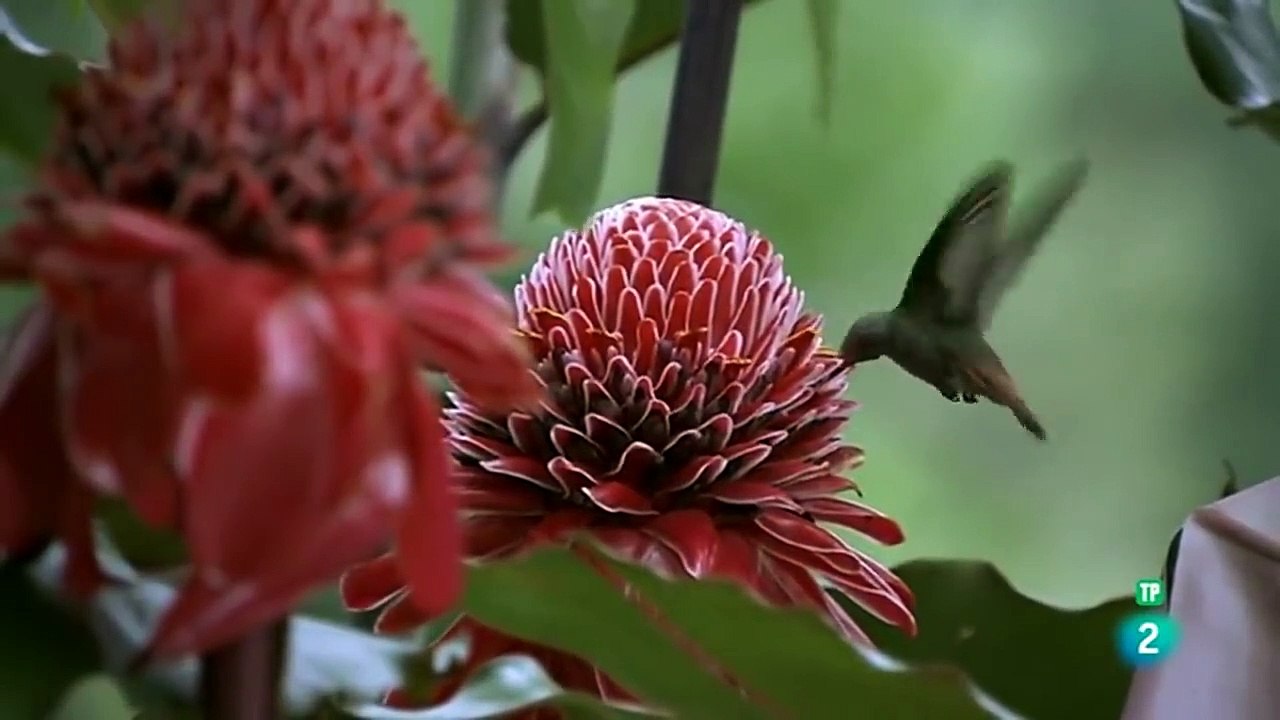 CERCA DE LA MUERTE_ GRANDES. DOCUMENTALES.