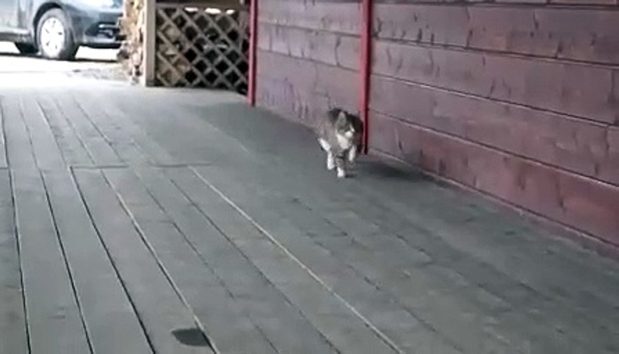 고양이 산책