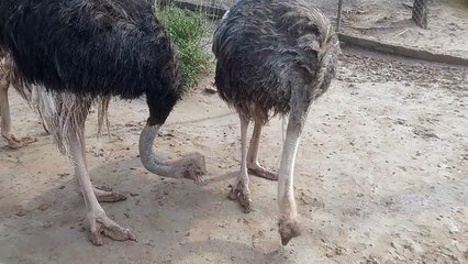 shutar Murgh - Ostrich