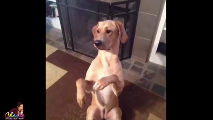 Dog Can Act Funny Animals Video