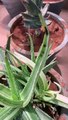Aloe Vera plants. One survived and one could not