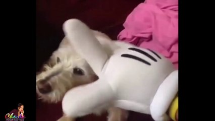 Cute Dog Attacks Funny Animals Video