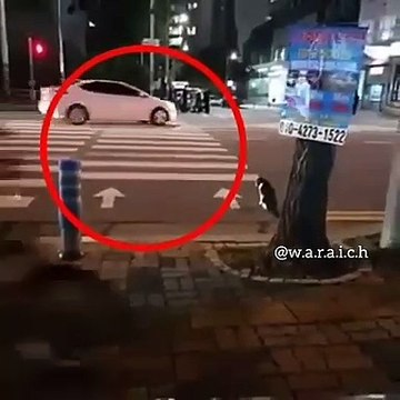 Very intelligent Cat in the world