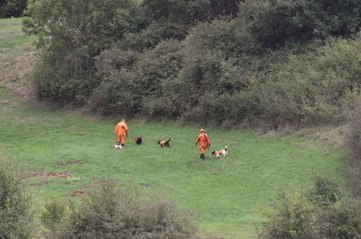 Battue administrative de sangliers à Etival, la RN 59 fermée