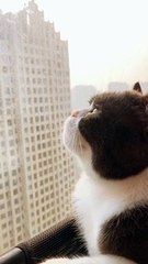 Thinking cat , so charming
