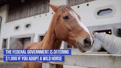 Adopt A Wild Horse And Get A Thousand Dollars