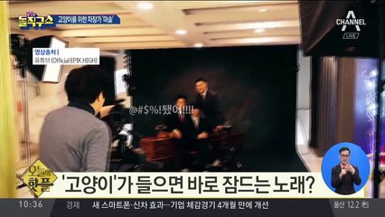 [핫플]‘고양이’가 들으면 바로 잠드는 노래?