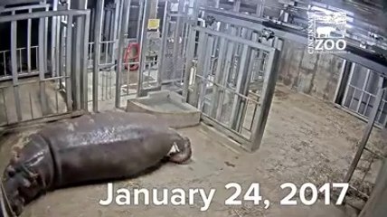 Cincinnati’s favorite baby hippo will enter what her care team hopes will not be her “terrible twos” tomorrow! This is another major milestone for the