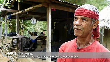 Campesinos colombianos, entre desespero y el regreso a la coca