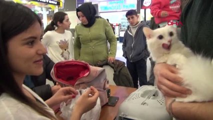 Van Kedisi Güzellik Yarışması'na İlgi