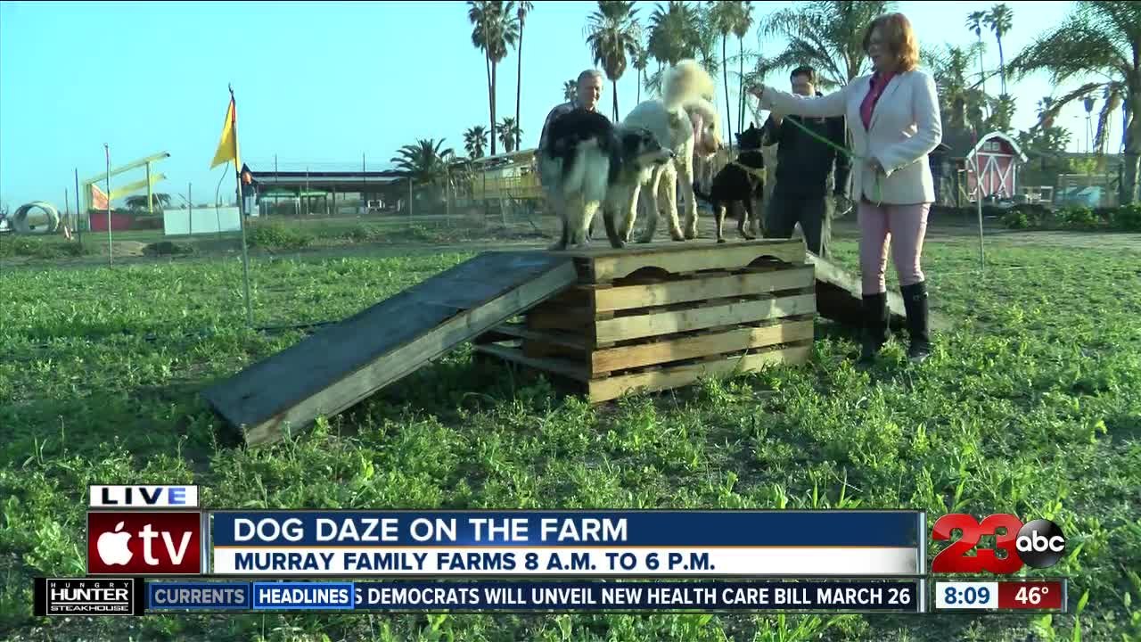 Dog Dazes of fun this weekend at Murray Family...