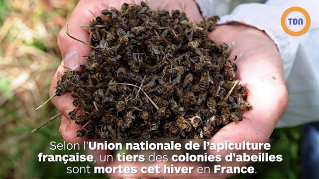 Un tiers des abeilles sont mortes cet hiver