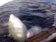 Ces belugas adorables viennent jouer avec ces touristes en bateau