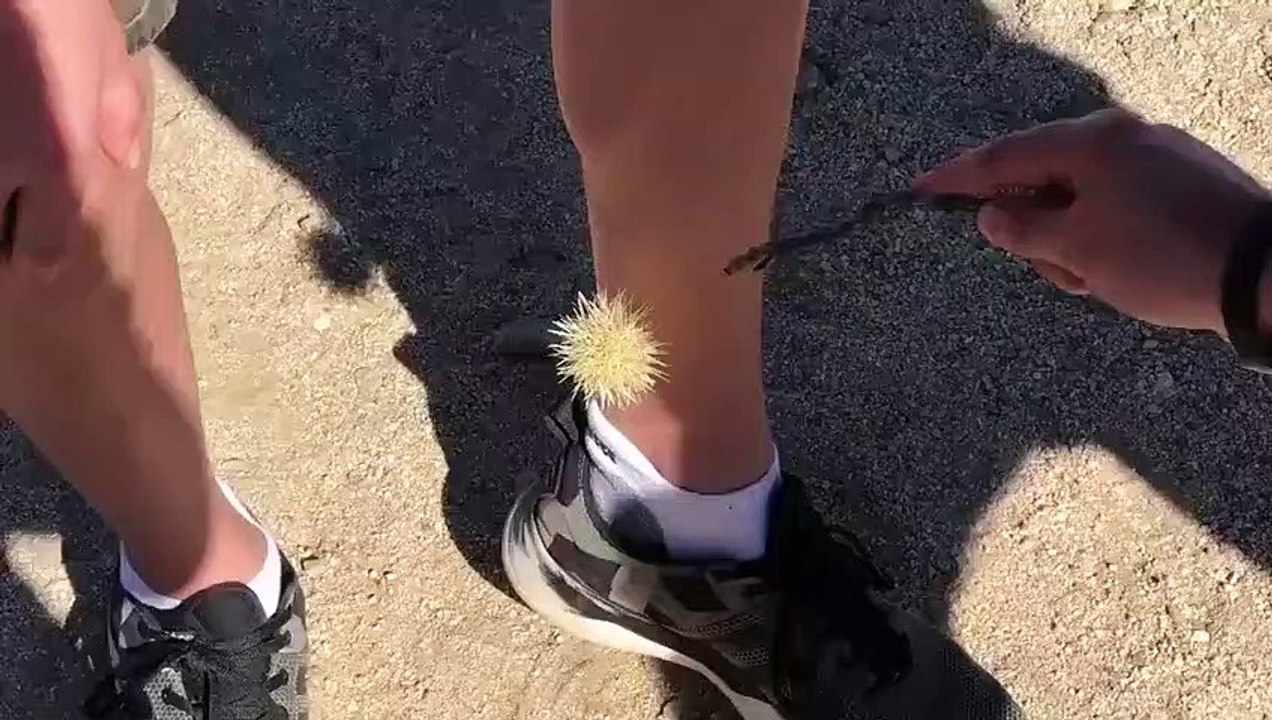 Un cactus qui est bien décidé à rester planté dans les jambes
