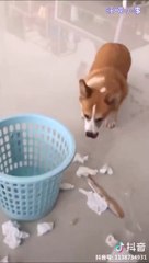 Ce chien sait quil a fait une bétise