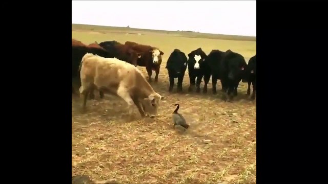 Un oiseau qui n'a peur de rien et défi un troupeau de vaches