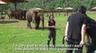 Cet éléphant veut passer à la télé et vient perturber une interview