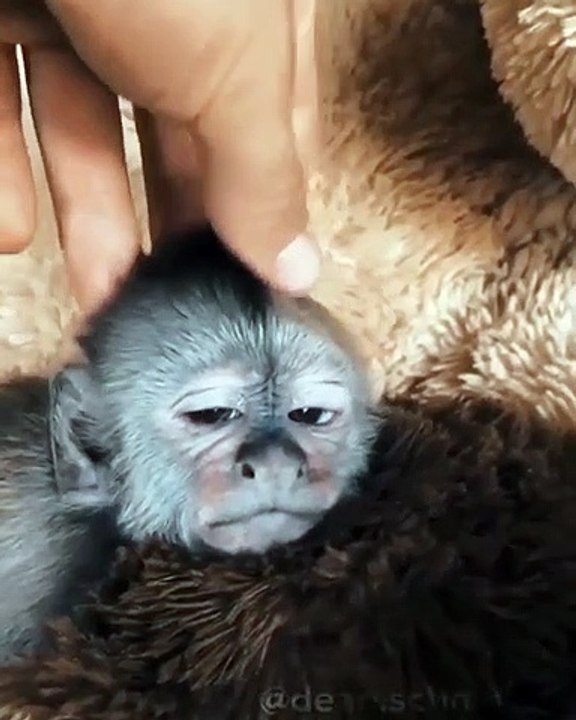 Ce bébé singe se met à loucher tellement il aime les massages du crane