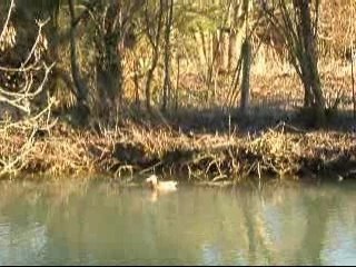 canards moqueurs