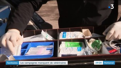 Les campagnes manquent de vétérinaires