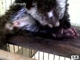 My Pet is Mumu, Musang...