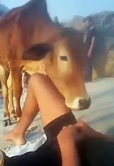 This Is What Happens When A Cow Falls In Love For A Man