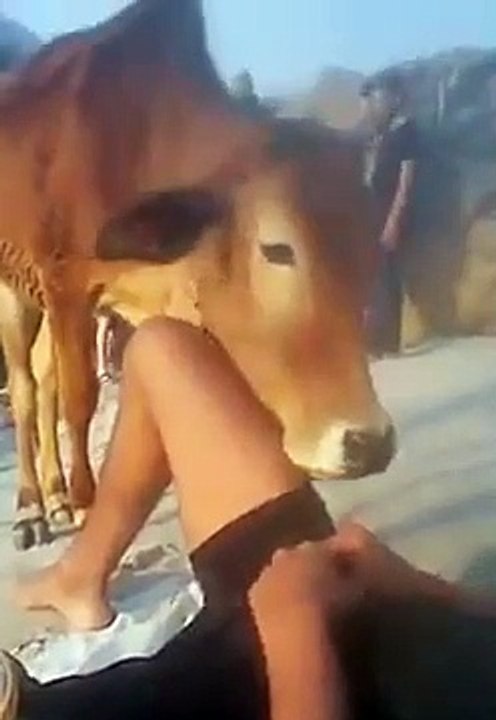 This Is What Happens When A Cow Falls In Love For A Man