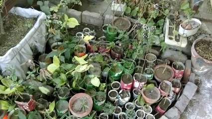 Plant care in homemade nursery | Gher maiy nursery  bana kar podhay ki health sahi krain ,very easy trick and tip |