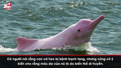 Cặp đôi vỡ òa sung sướng khi bị “kẻ lạ hường phấn” bám đuôi