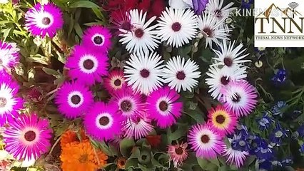 Spring Festival In Peshawar