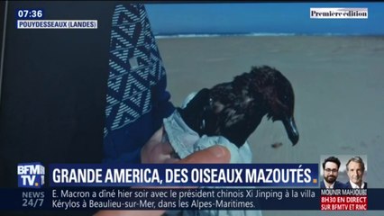 Grande America: cet oiseau recouvert de mazout est l'une des premières victimes du naufrage