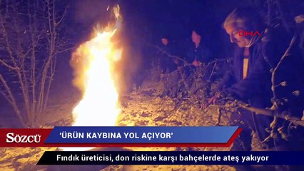 Fındık üreticisi, don riskine karşı bahçelerde ateş yakıyor