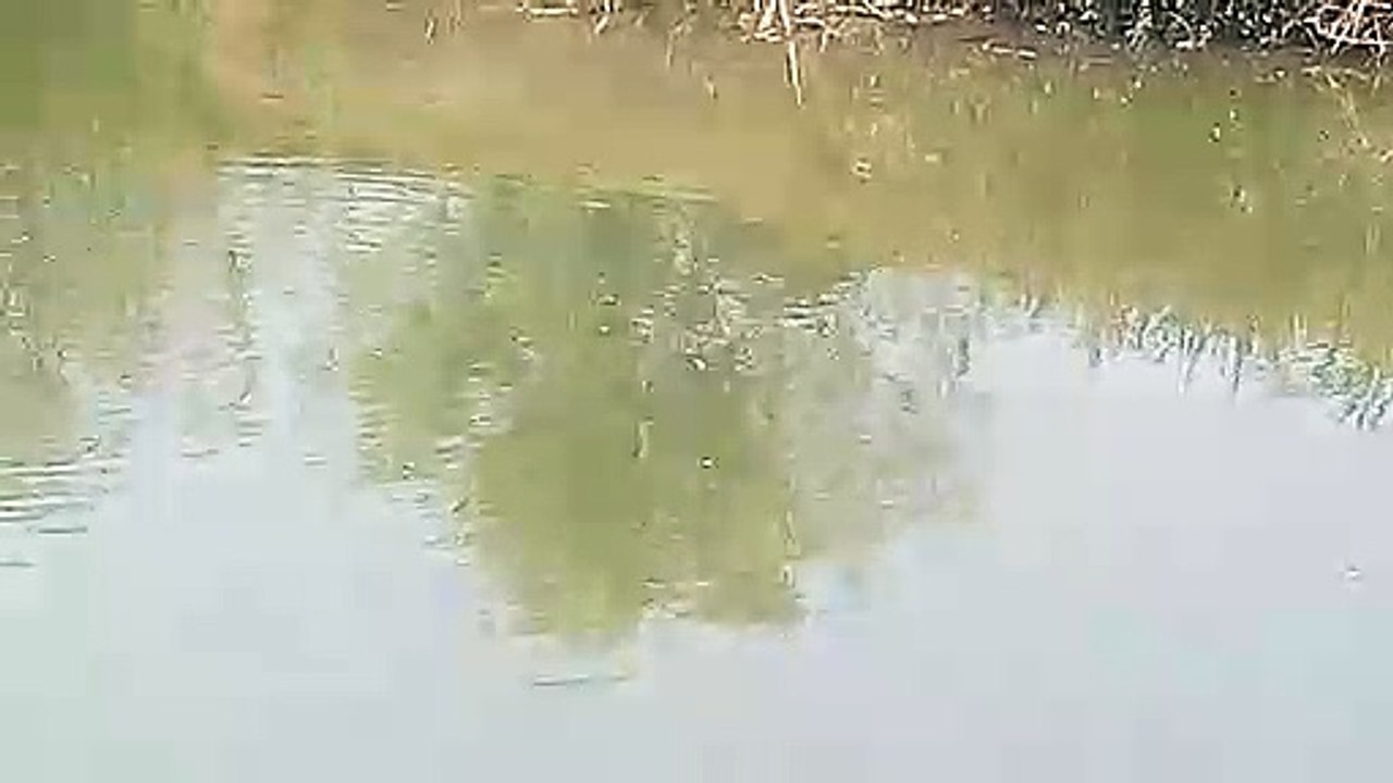 Fish is  playing in the pond.