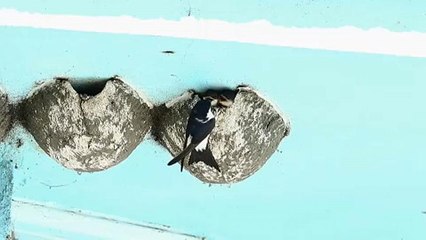 Miért tűnnek el a fecskék Magyarországról?