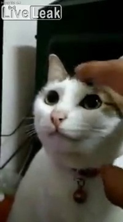 Cat is broken