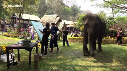 'Clever' elephant creates artwork with her trunk