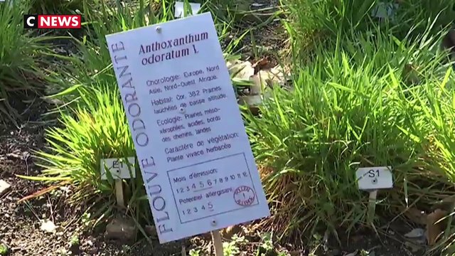 Le réchauffement climatique : la moitié de la population allergique au pollen en 2050 selon une étude anglaise