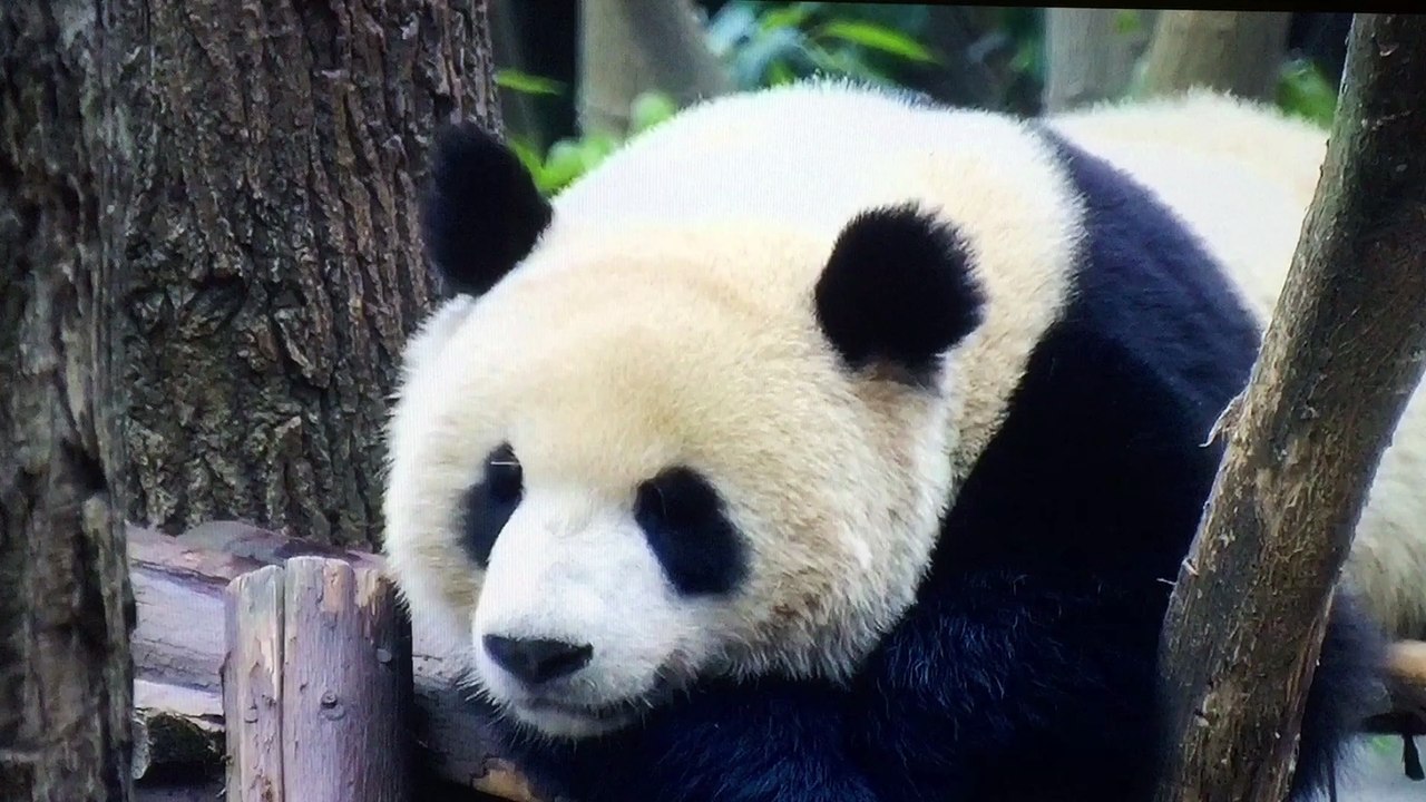 How Animal Panda Sleeps?