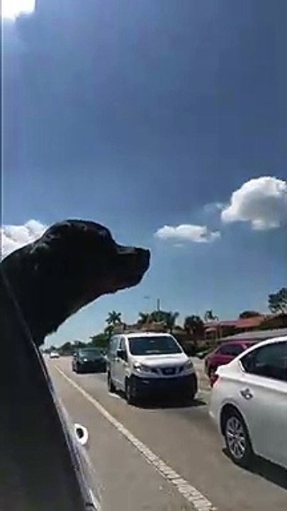 'Awoooo!' This dog is training to be an ambulance siren