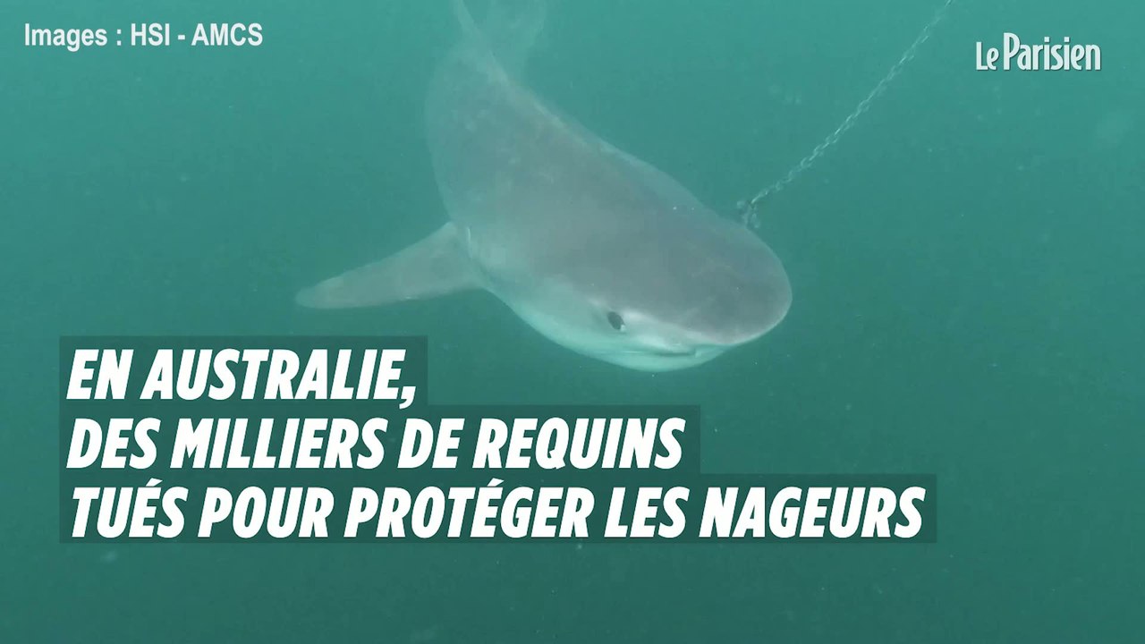 En Australie, des milliers de requins tués pour protéger les nageurs