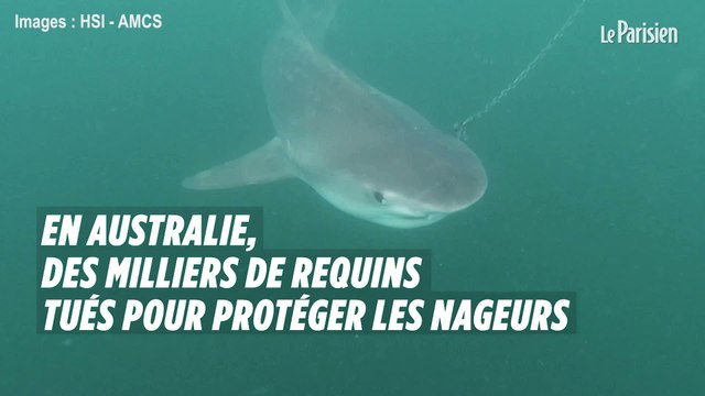 En Australie, des milliers de requins tués pour protéger les nageurs