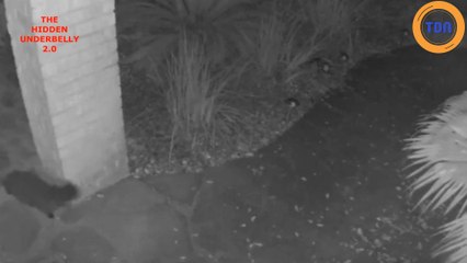 Cette vidéosurveillance capture les images d’un chat fantôme !