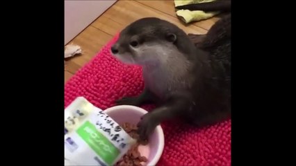 Cette loutre qui mange est à la fois trop mignonne et hilarante