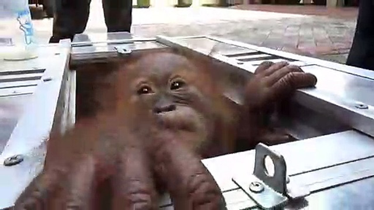 Russe wollte Orang-Utan in Koffer schmuggeln