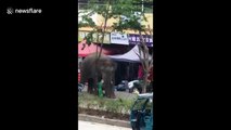 Wild elephant wanders around Chinese town, damaging houses and vehicles