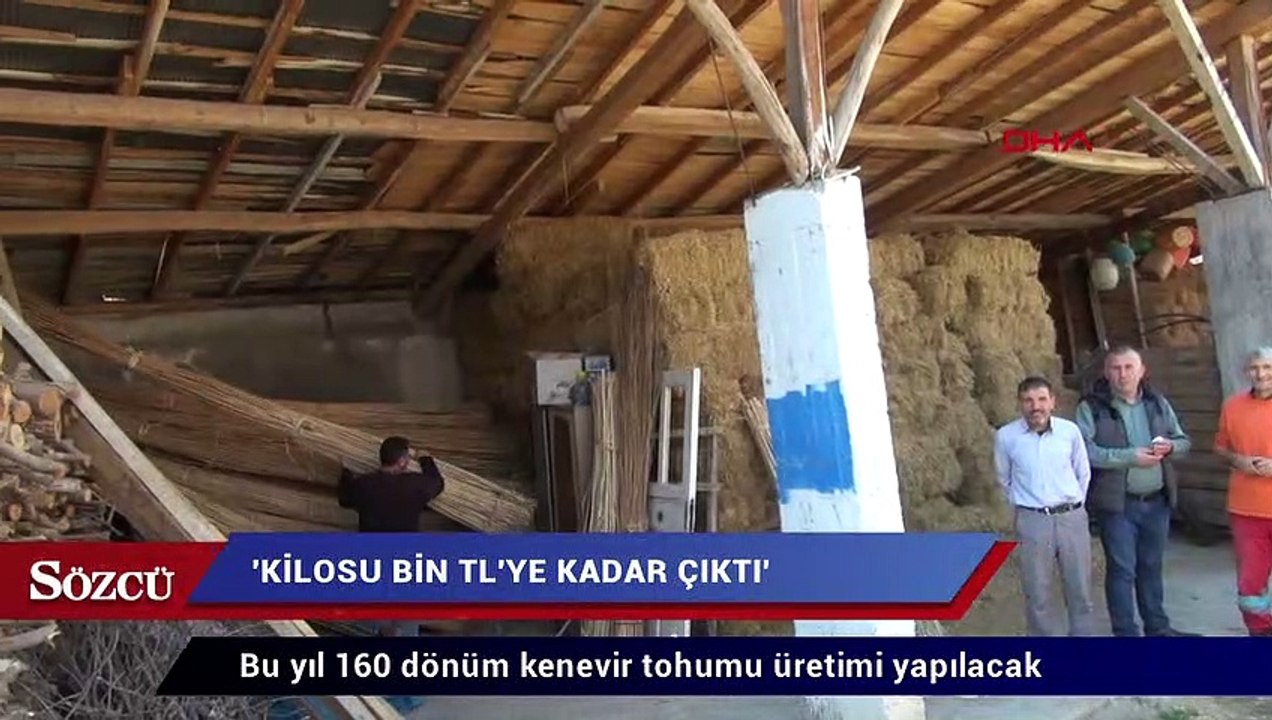 Kenevir tohumu üretimi arttı! Kilo fiyatı 1000 liraya çıktı
