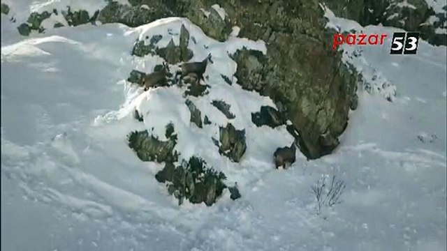 Kaçkar Dağları'nda yaban hayatı havadan görüntülendi