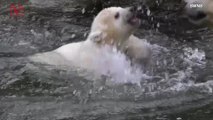 Watch This Adorable Little Polar Bear Take Her First Steps Into The World