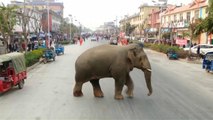 شاهد: فيل تائه يتمشى في شوارع مدينة صينية